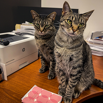 Two cats sitting on a desk waiting for treats